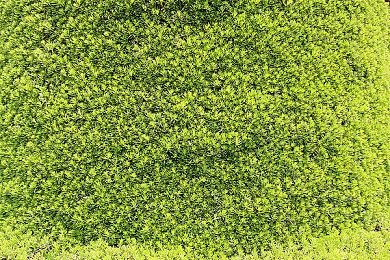 《JOJO的奇妙冒险 群星之战 重制版》 第五弹预告公布